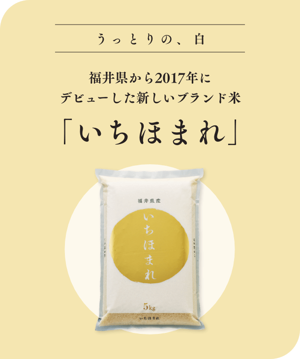 うっとりの、白福井県から2017年にデビューした新しいブランド米「いちほまれ」