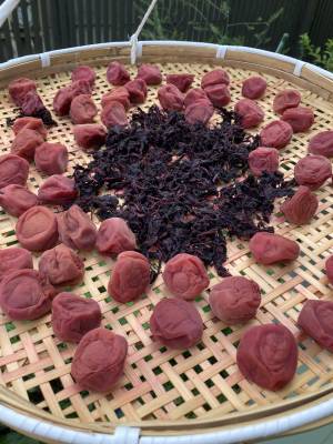 梅干し(3)土用干し